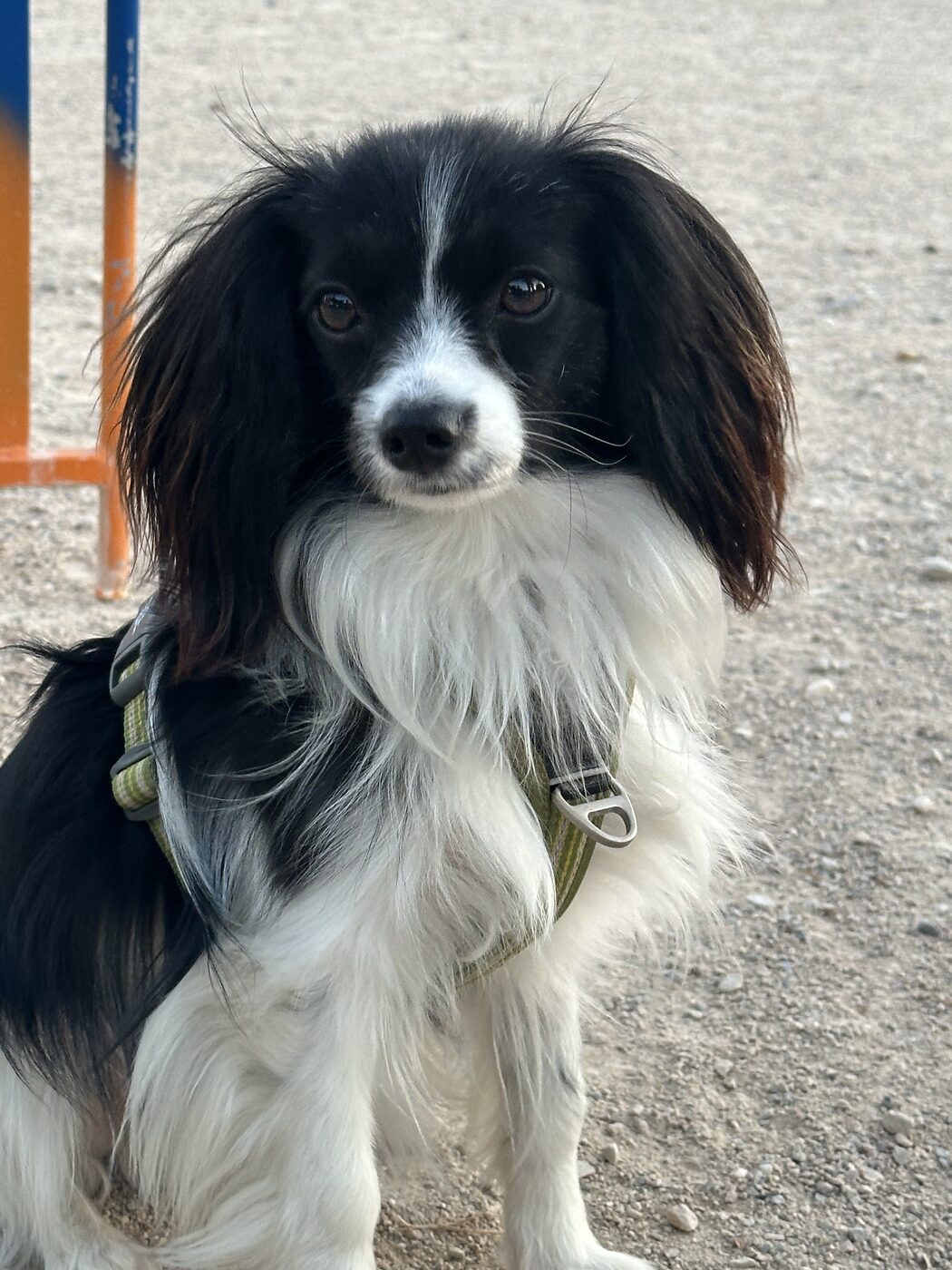 Perro pequeño cerca de obstáculos y vallas en la zona de práctica