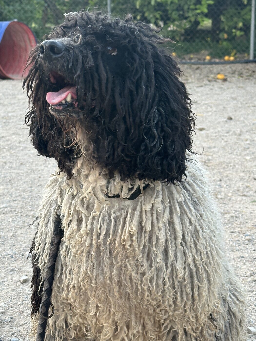 Perro de pelo rizado en el área de práctica